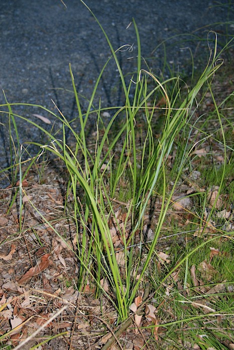 Moraea flaccida