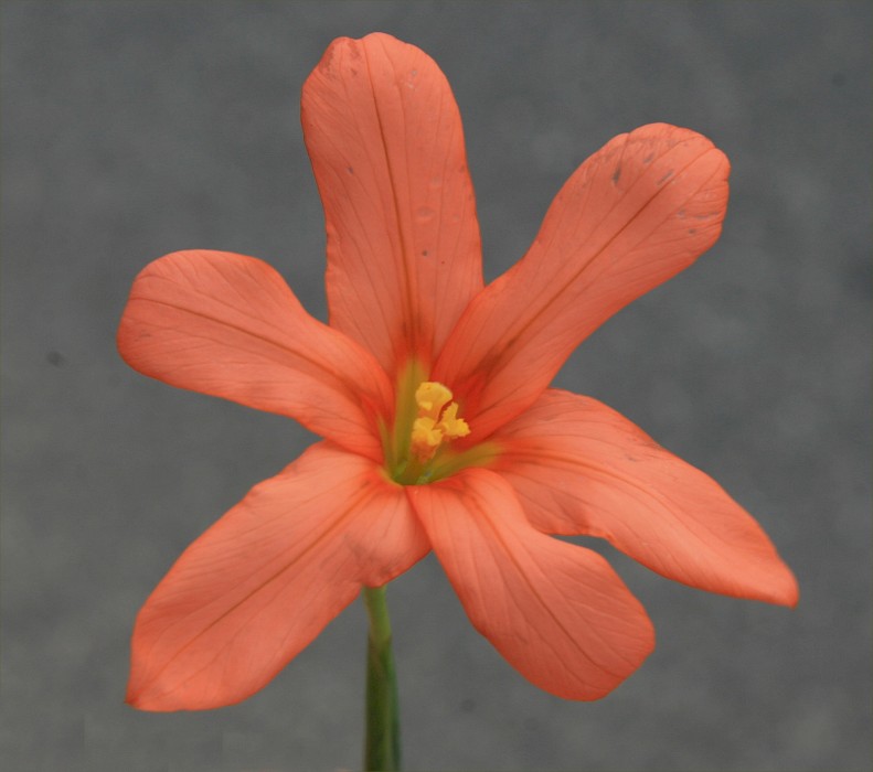 Moraea flaccida