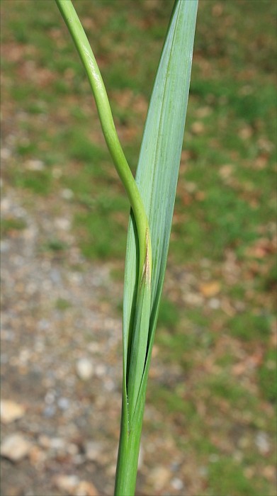 Moraea flaccida