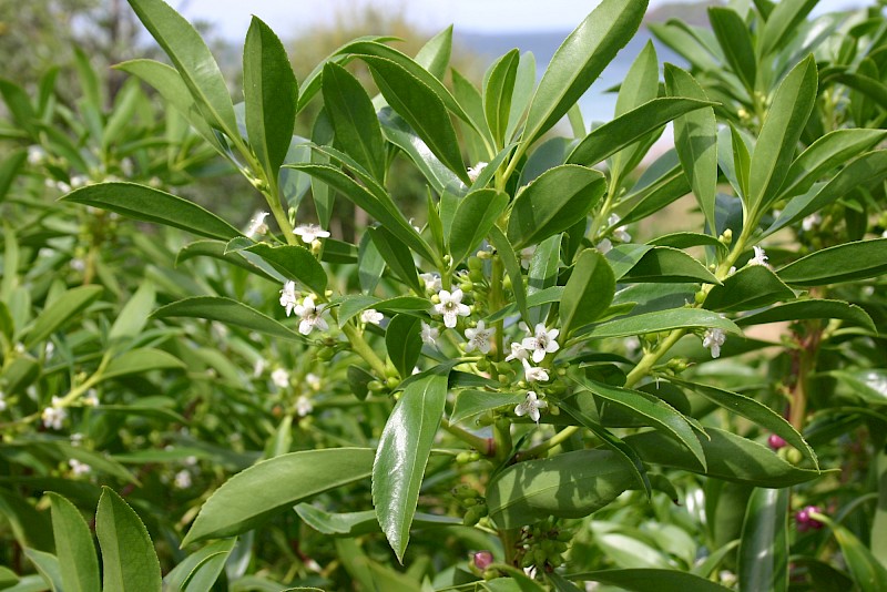 Myoporum insulare