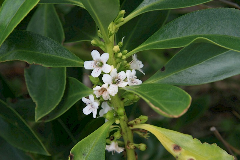 Myoporum insulare