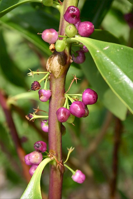 Myoporum insulare