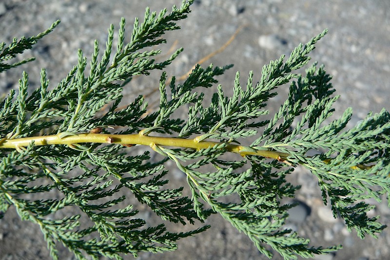 Myricaria germanica