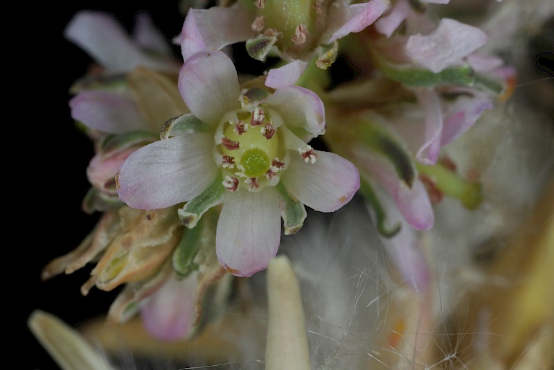 Myricaria germanica
