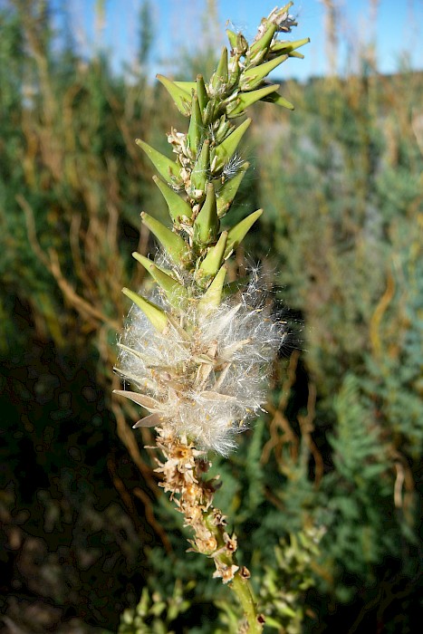 Myricaria germanica