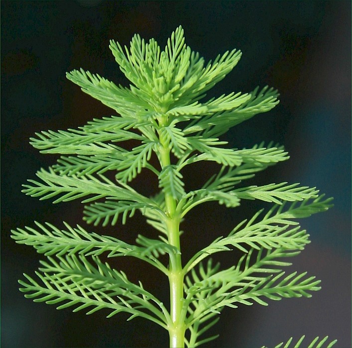 Myriophyllum aquaticum