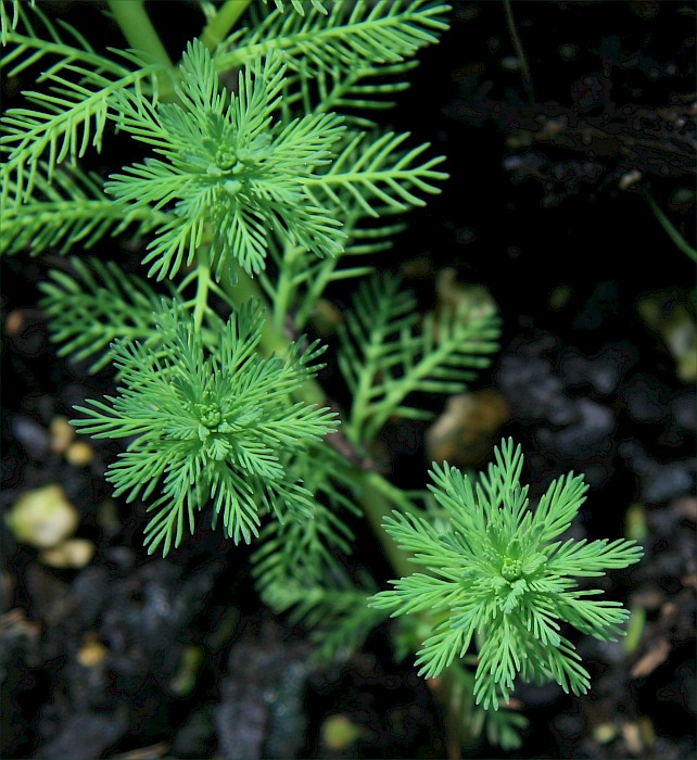Myriophyllum aquaticum