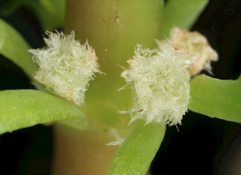 Myriophyllum aquaticum