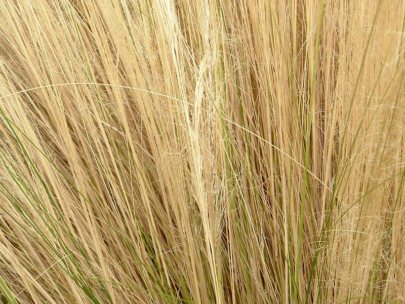 Nassella tenuissima