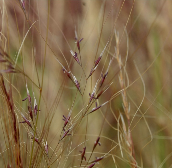 Nassella tenuissima