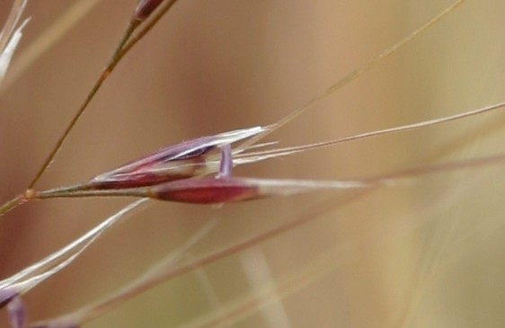 Nassella tenuissima
