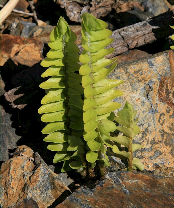 Nephrolepis cordifolia