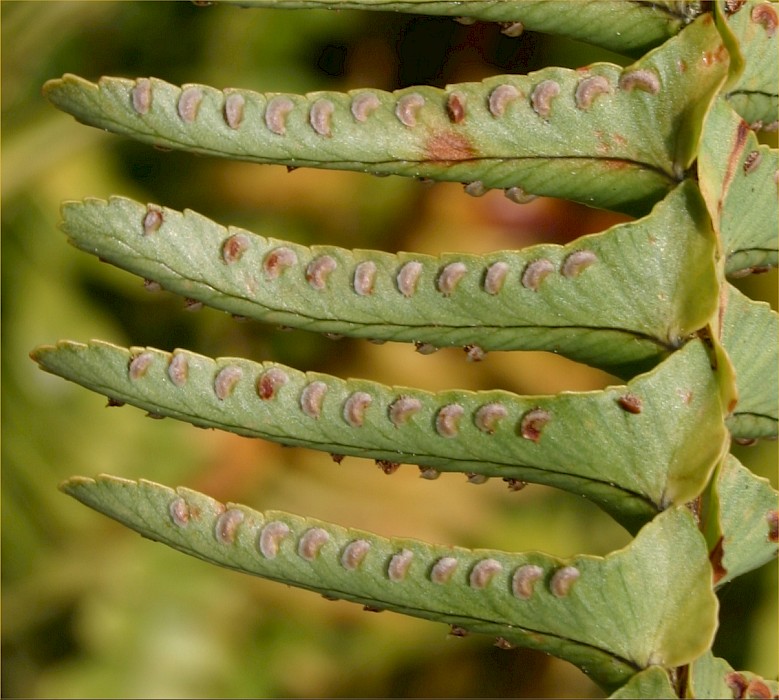 Nephrolepis cordifolia