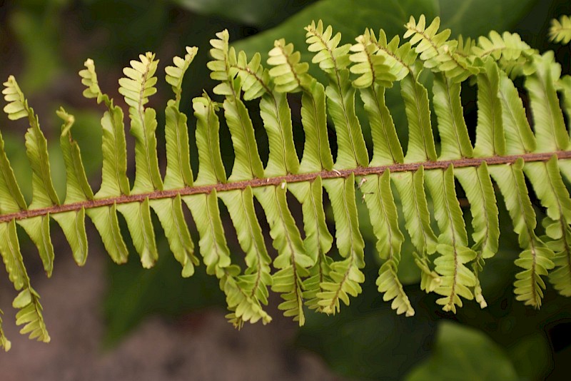 Nephrolepis cordifolia