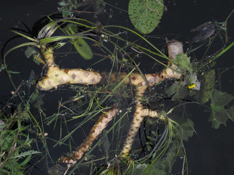 Nuphar lutea
