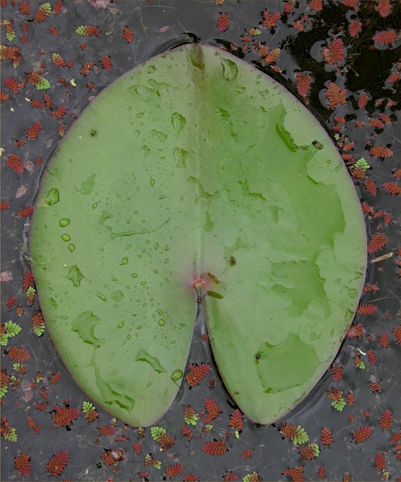 Nuphar lutea