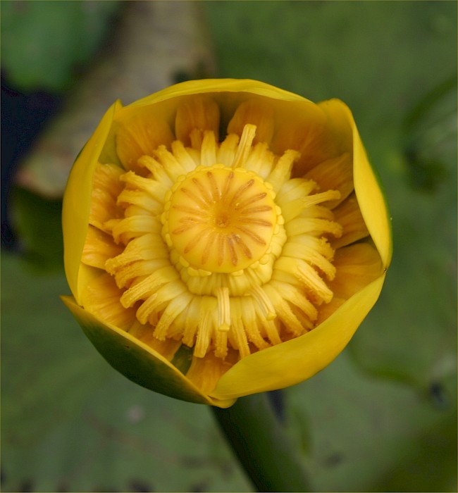 Nuphar lutea