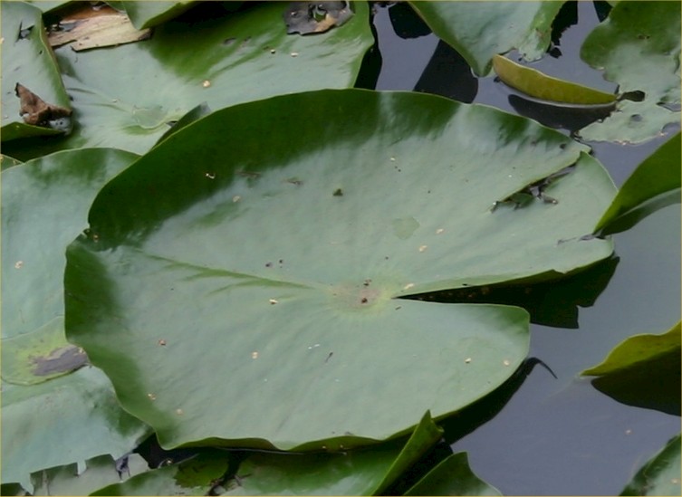 Nymphaea mexicana