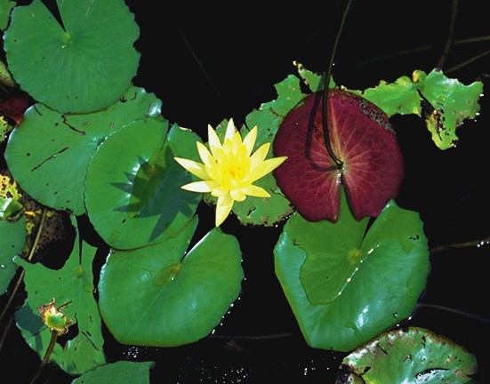 Nymphaea mexicana