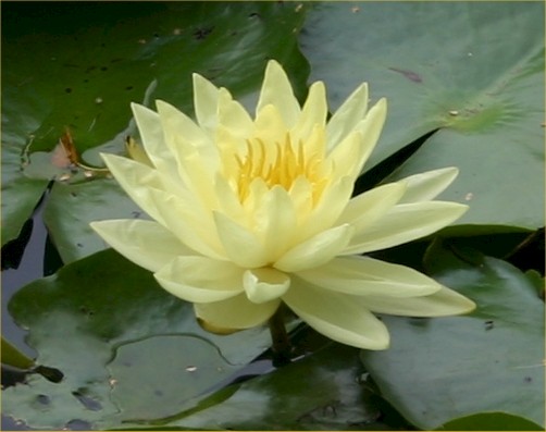 Nymphaea mexicana