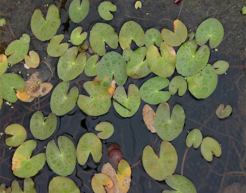 Nymphoides × montana