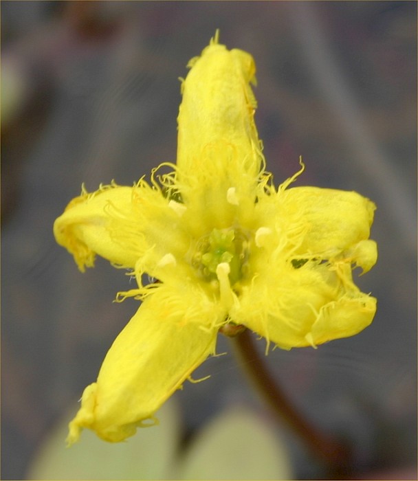 Nymphoides × montana