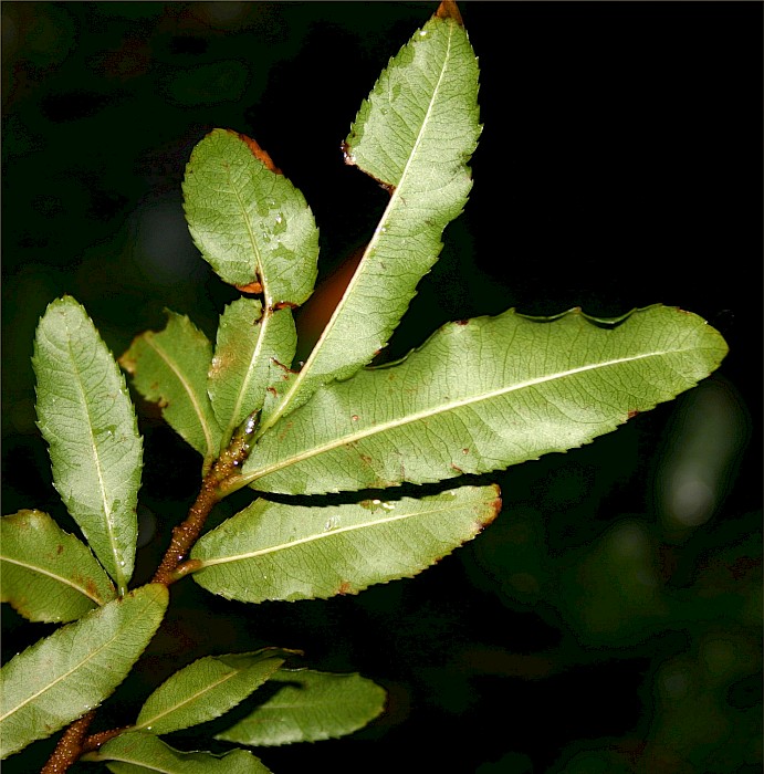 Ochna serrulata