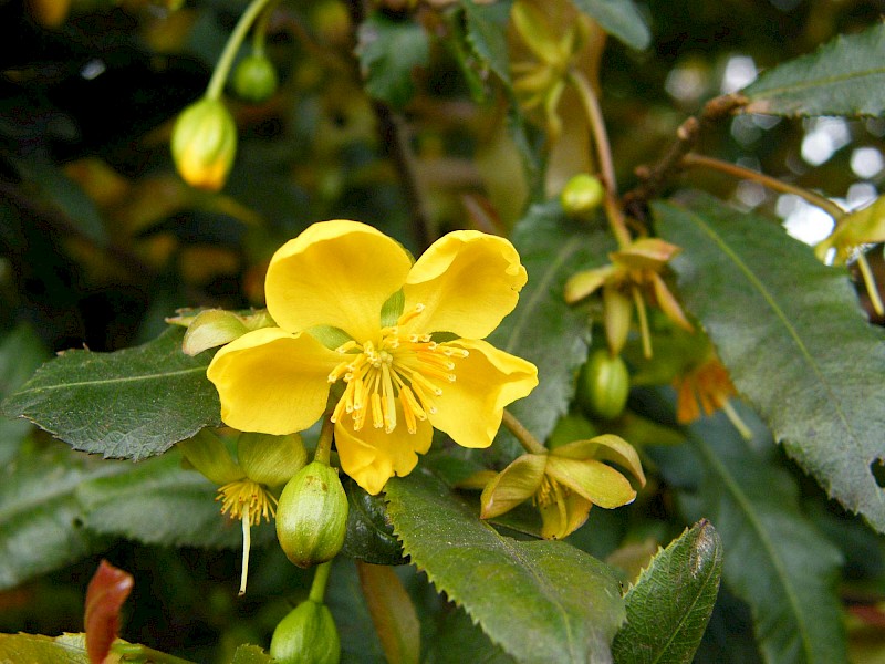 Ochna serrulata