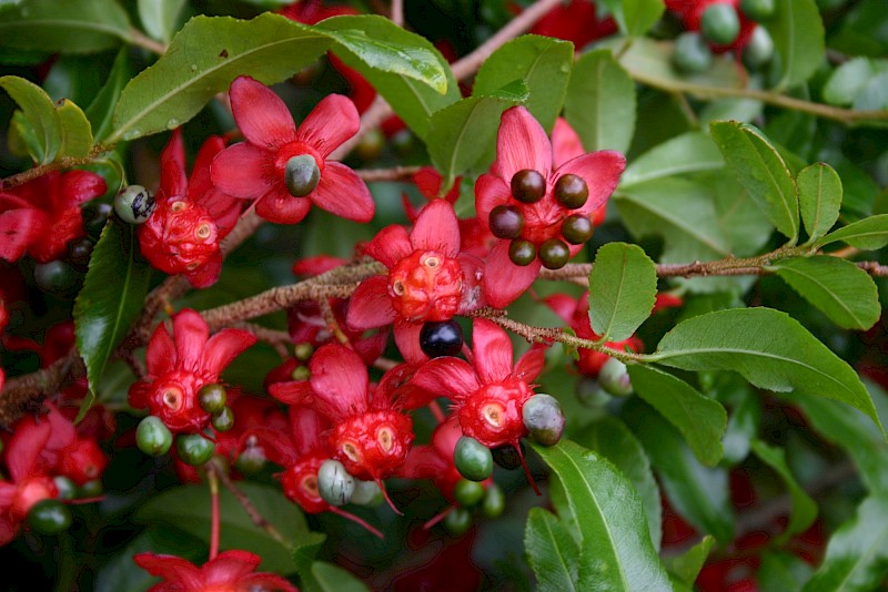 Ochna serrulata