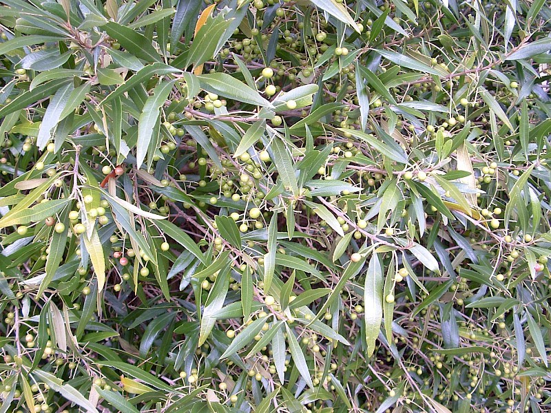 Olea europaea subsp. cuspidata