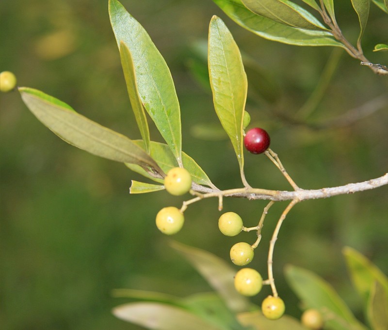 Olea europaea subsp. cuspidata