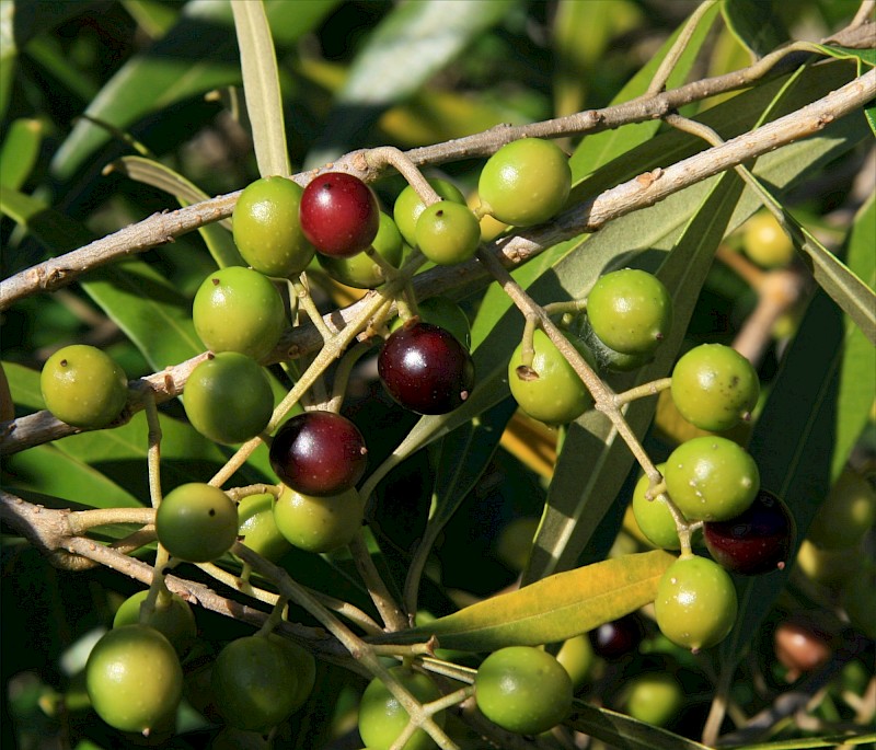 Olea europaea subsp. cuspidata