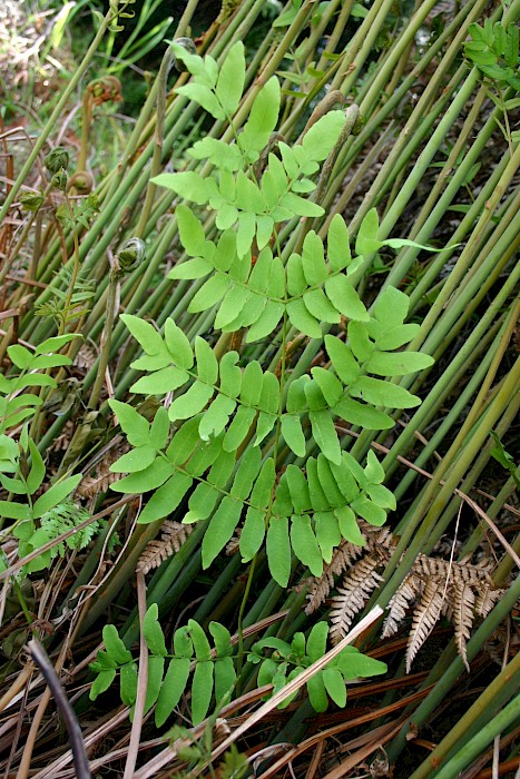 Osmunda regalis