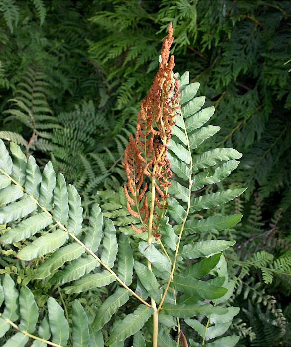 Osmunda regalis