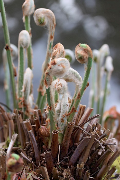Osmunda regalis