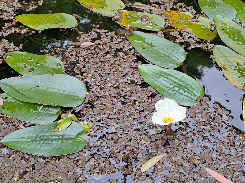 Ottelia ovalifolia