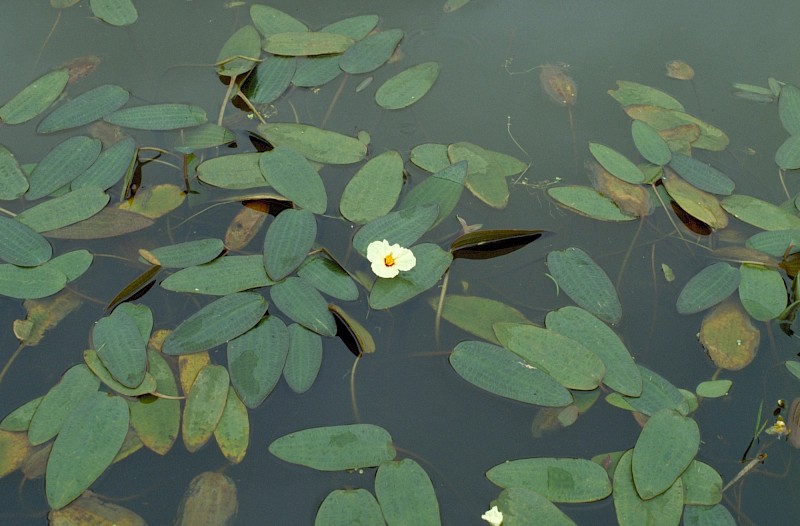 Ottelia ovalifolia