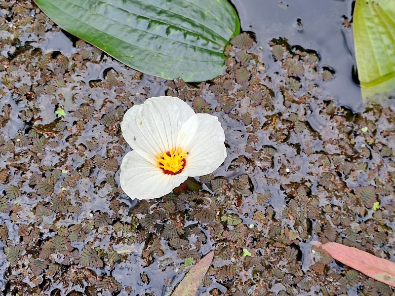 Ottelia ovalifolia