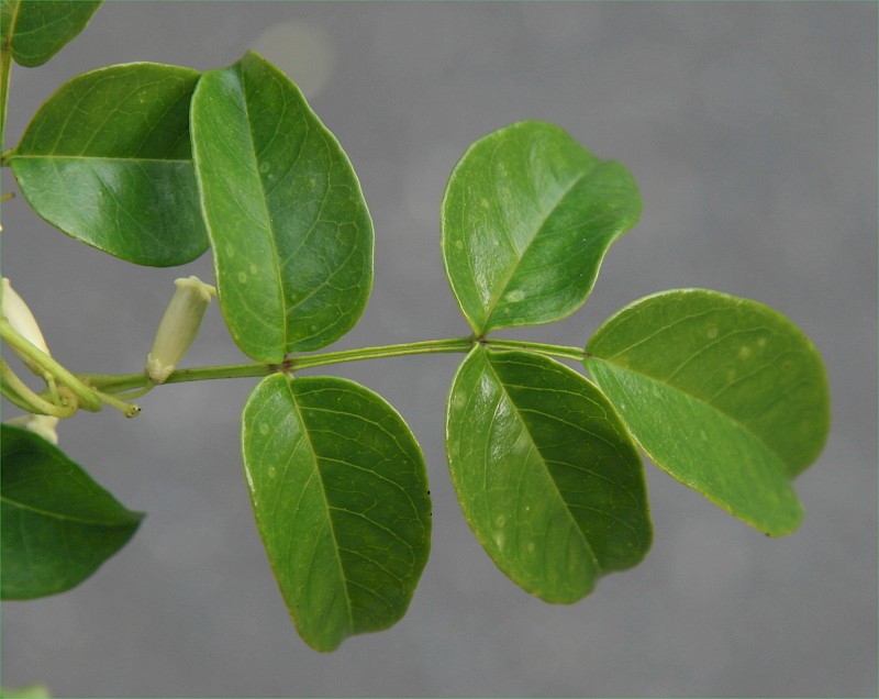 Pandorea pandorana