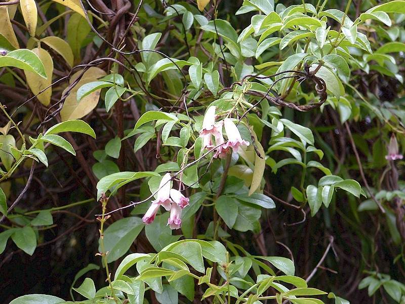 Pandorea pandorana