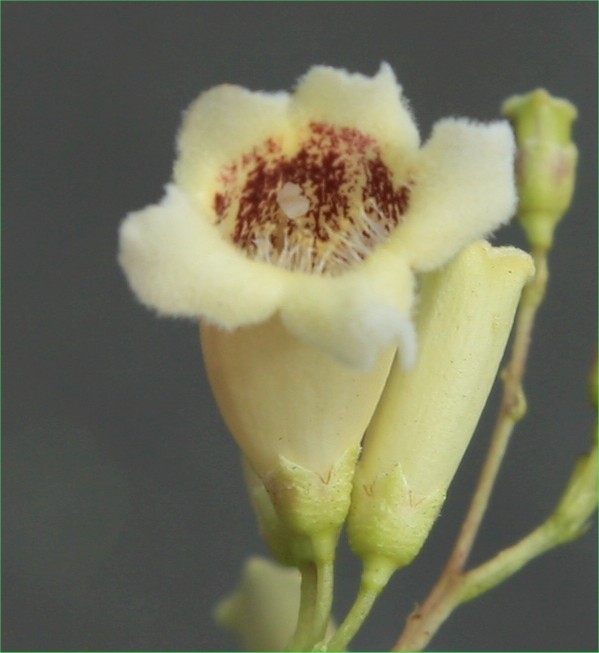 Pandorea pandorana