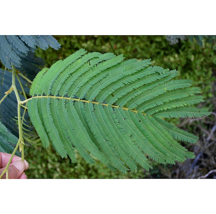 Paraserianthes lophantha