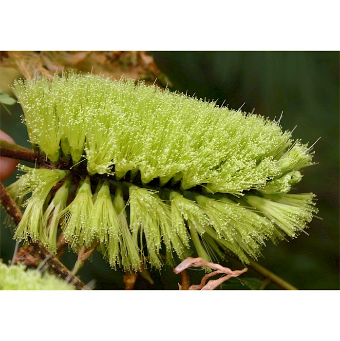 Paraserianthes lophantha
