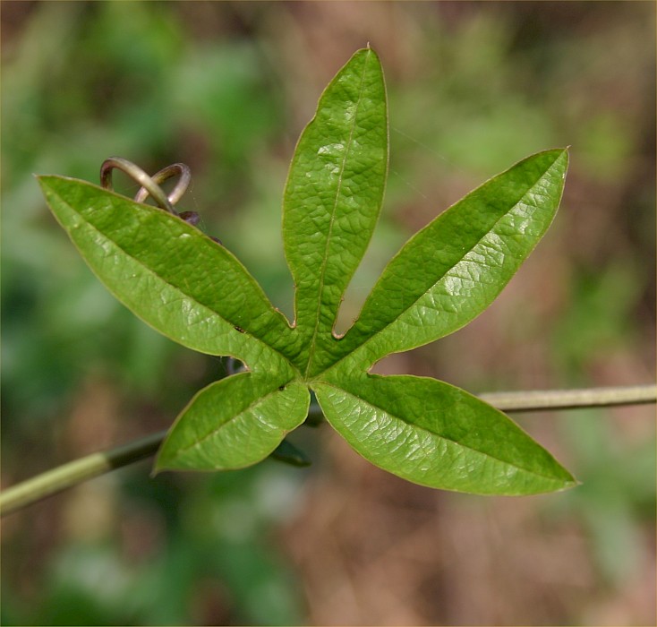 Passiflora caerulea