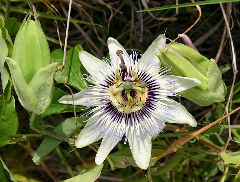 Passiflora caerulea