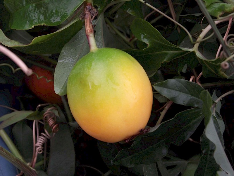 Passiflora caerulea
