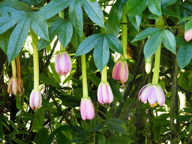 Passiflora tarminiana