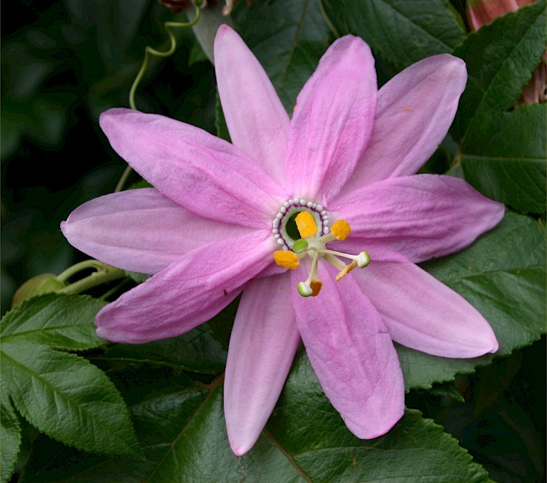 Passiflora tarminiana