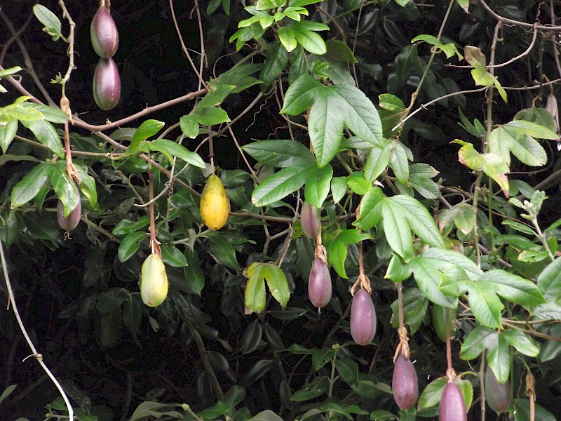 Passiflora tarminiana