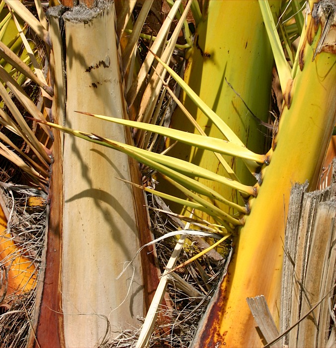Phoenix canariensis